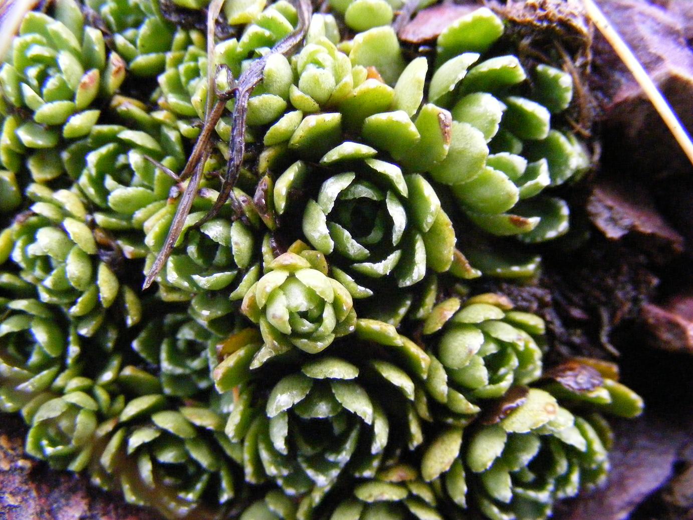 Saxifraga paniculata